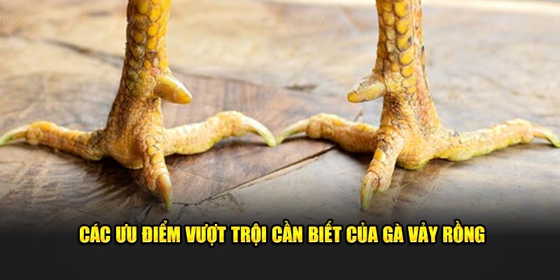 Các ưu điểm vượt trội cần biết của Gà Vảy Rồng