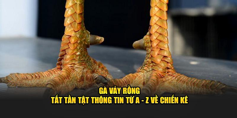 Gà vảy rồng các thông tin về chiến kê bạn cần biết