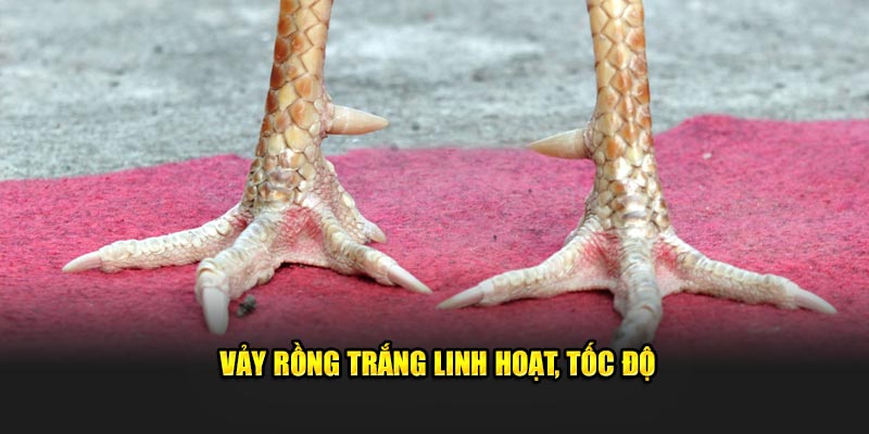 Vảy rồng trắng linh hoạt, tốc độ